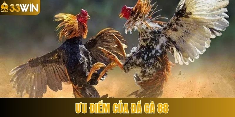 Đánh giá điểm nổi bật của sảnh đá gà 88 sở hữu